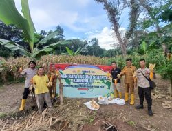 PANEN Raya Jagung Serentak Kuartal III Polsek Kikim Timurr