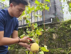 Dukung Ketahanan Pangan, Rutan Baturaja Sukses Panen Buah Melon 