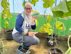 Panen Perdana Melon di Green House Lapas Tanjung Raja Dukung Program Ketahanan Pangan